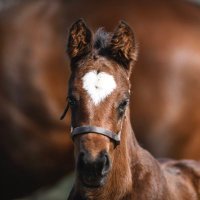 Natalma Bloodstock (@natalmabldstk) 's Twitter Profile Photo Natalma Bloodstock (@natalmabldstk) 's Twitter Profile Photo