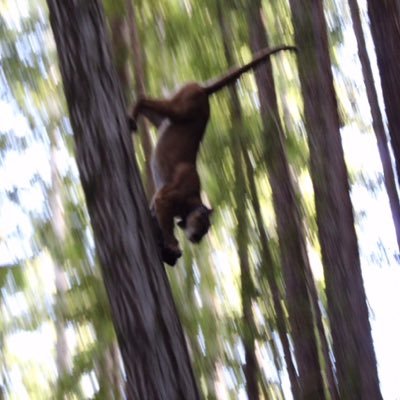 ChrisWilmers's profile picture. Wildlife ecology, climate, land use change, biodiversity conservation, quantitative methods, and Prof. at UC Santa Cruz