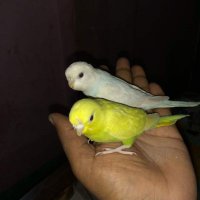 Md Salahuddin 🇮🇳🇸🇦 (@imdsalahuddin) 's Twitter Profile