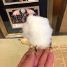 cottonglobal's profile picture. Nothing I post here is advice, just thoughts and opinions