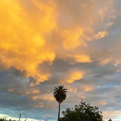 treezfly's profile picture. Appreciate a good taco & 🌞sunny days. Kind regards