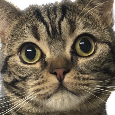 kain24819076's profile picture. 🏰 クランLV.22『誰でも仲良く(｡-_-｡)2』
リーダーの【Kain】です！週1回まったり活動中のクランです☕
今回はこんな方を募集中！
・TH15以上の方
・週1回の練習対戦に参加できる方
・都を一緒に大きくしてくれる仲間！

👥 雰囲気ゆるめ＆援軍支援も活発✨
初心者さんも復帰勢も大歓迎！みんなで楽しく
