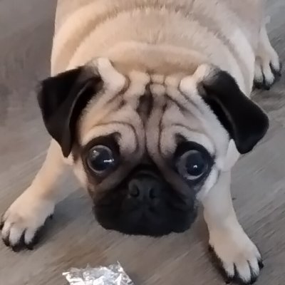 Nevrdemagain's profile picture. Retired US Army 20 yr 🇺🇸Veteran 4 tours🇺🇸 
I voted for Trump and I dont hate
Stop the fake hate
I'm willing to listen if your willing to talk.