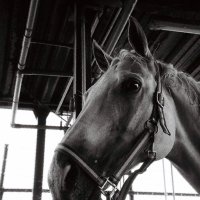 SuiQ | photographie équine 𓃗 (@sui9suiq) 's Twitter Profile