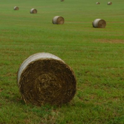 MrsEmmick's profile picture. 