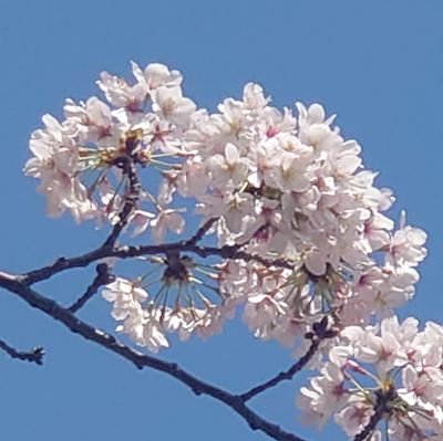 チェロと医療
チェロは高校の部活と大学で市民オケと室内楽ちょっとから大幅ワープしての大人再開組。 オケ+レッスンたまにチェロアンサンブルや室内楽。 学生より大人の方が歴が長くなったレッスン8年生。