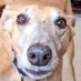Lord Alfred Wagglesworth (@lordalfredofwag) Twitter profile photo Lord Alfred Wagglesworth (@lordalfredofwag) Twitter profile photo