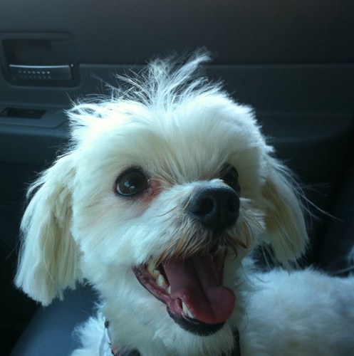 melissayalib's profile picture. 