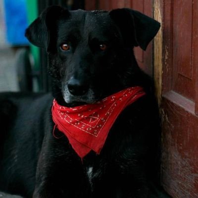 contraelpoderos's profile picture. LIUMAN ÑAMUN CACIKE ANTIFACHO..ANTIPAKOS..por la libertad de la gente a expresarse ¡¡NACÍO Y CRIAO EN  LA COMXNA DEL BOSKE ENCAPUCHADO..SIN PERROS NO SOMOS NADA