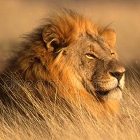 LionsoftheSenate(@LionintheSenate) 's Twitter Profileg