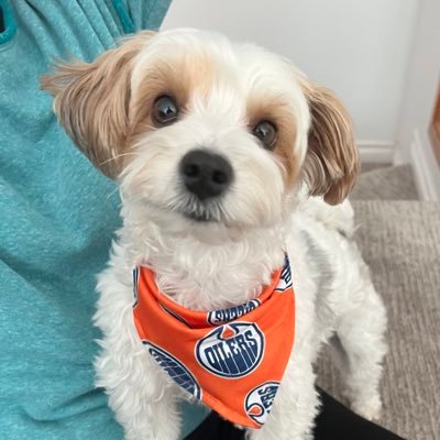Oilers_pooch's profile picture. Proud Canadian Jewish Mama. Don’t mess with my kids… Rabid Oilers fan since the 80’s.