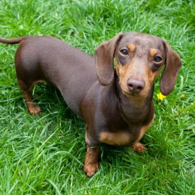 👉 Welcome to @dachshund_lov
🐕 We share daily #dachshund Contents 
🐾 Follow us if you really love pugs
👇 Visit Our Store👇