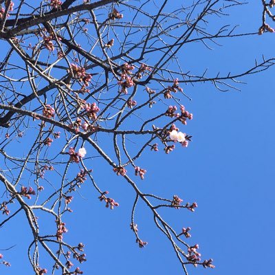 rigakuri's profile picture. 名の通りです。普通のPTなので、普通のことを言います。 私は理学療法士っていい仕事だなって思ってます。この仕事が大好きです。あと週間少年ジャンプが好きです。