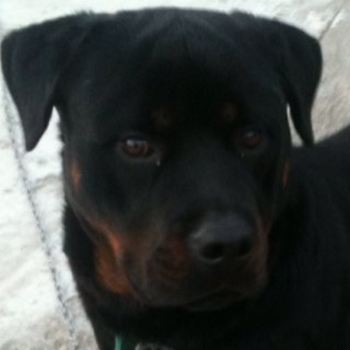 ShaneHession's profile picture. 