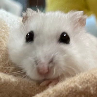 齧歯類の動物🐹と鉄道が好きです。当選のお礼ぐらいしかツイートしません。たまにプレゼント企画系のリツイートします。