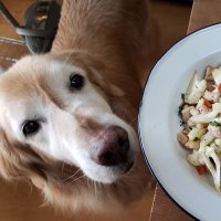 阿部弘子 犬猫の手作りごはん 薬膳 (@hirokoabe) 's Twitter Profile