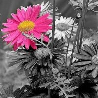 Aazma ЁЯЗоЁЯЗ│ ╪в╪╣╪╕┘Е█Б (@aazma30) 's Twitter Profile