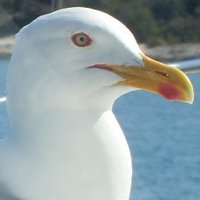 SaraAvis2020 (@avis2020) 's Twitter Profile Photo SaraAvis2020 (@avis2020) 's Twitter Profile Photo