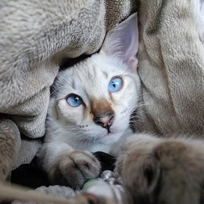 kovuthesavvycat's profile picture. hi I'm kovu 😺👋
I am king of the castle 🏰
and I love chicken 🐔
Sagittarius ♐ IG: @kovuthesavvycat 🩵