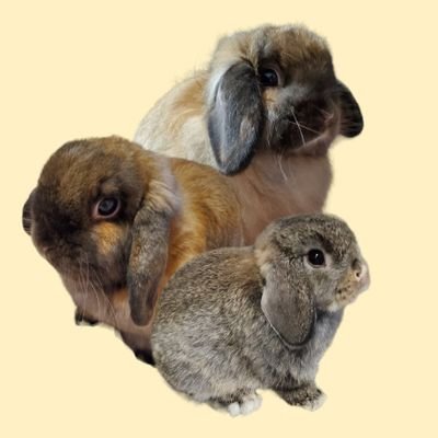 大切な家族🐰Ciel(シエル)と🐰Lien(リアン)と暮らしています。　　　　　🐰、食べ物、お空にいる🐰さん🐹さんたちの思い出など色々