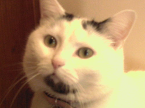 Madam_AnnieCat's profile picture. Cat Law 'Always give generously. A small bird or rodent left on the bed tells them, I care'.