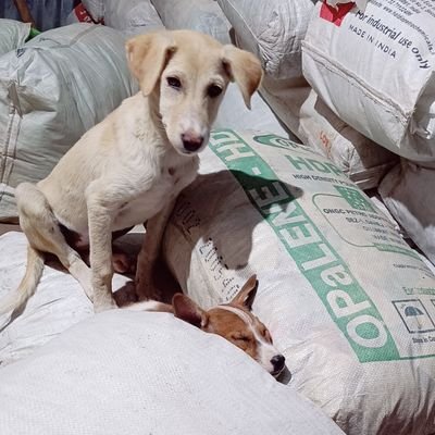 modij2281's profile picture. 