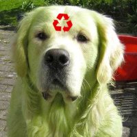 evil dog (@stinkyevildog) 's Twitter Profile