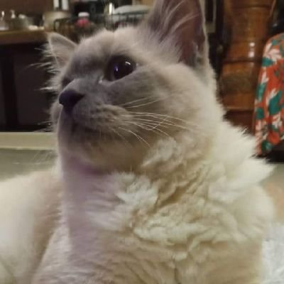 rasecricalde's profile picture. 