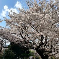 かつ (@katsuno57619110) Twitter profile photo