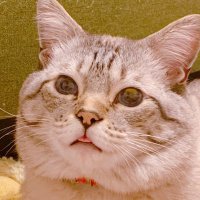 いと (@neko3uzu3) 's Twitter Profile