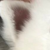ほぁいとどっぐ。さんのプロフィール画像