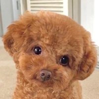 トイプードル　ウニくん(@uni_toypoodle) 's Twitter Profile Photo