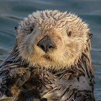AnonWebOtter (@anonwebotter) 's Twitter Profile
