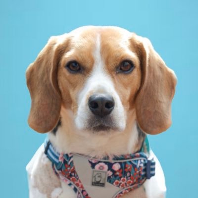 beagle_chura's profile picture. 🐶おてんばな姉(ちゅら)×びびりな弟(ハル)の日常。いんすたもみてね #ビーグル