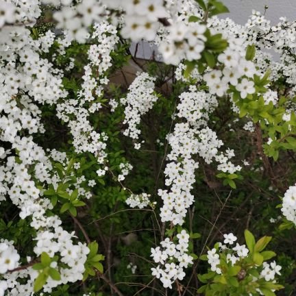 sakuranohana365's profile picture. フリゲ用アカ。活動を停止します
今までありがとうございました
2023/4/7以降使いません