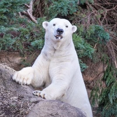 動物園めぐり 神社めぐり多いです
ホッキョクグマと熊が特に好きです。

迷惑系のフォローお断り❌ブロックしますのでフォローしないで下さい
Tokyo, Japan 
全ての投稿写真 動画 無断使用禁止❌⁡⁡
⁡無断転載は違法です。Reproduction is prohibited.
⁡⁡ⓒnaotto9