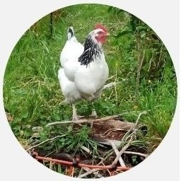 Compte mélancolique. Conservateur sourcilleux de la mémoire de mondes engloutis.