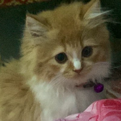 dddddddanz's profile picture. Penyuka kucing, klo suka kamu sulit