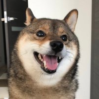 あずはな|おとーぽんの方(@shibainu_hanazu) 's Twitter Profile Photo