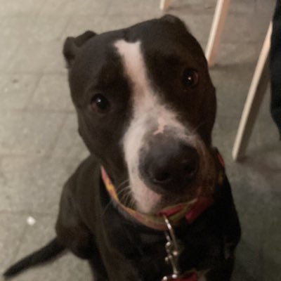 maestrerequena's profile picture. 