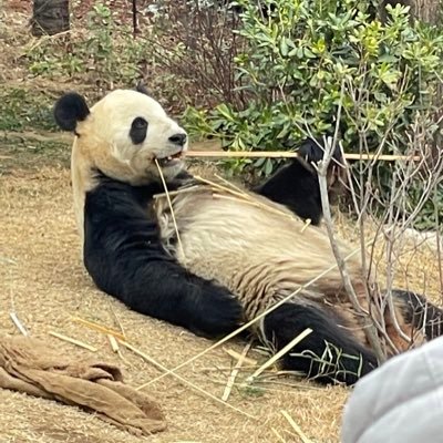 150センチ🐼スタートの体重63.8キロ🐼目標半年で18キロ減🐼ゴールは45.8キロ🐼唐揚げとダブチと生ビールが好き🐼目黒蓮が好き