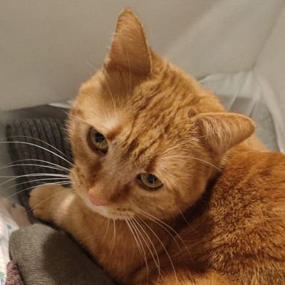 Starnuto64's profile picture. Mai discutere con un idiota, ti trascina al suo livello e ti batte con l’esperienza. Oscar Wilde

°Musicista mancato😢