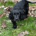 Jager the Sprocker Spaniel (@jager_sprocker) Twitter profile photo Jager the Sprocker Spaniel (@jager_sprocker) Twitter profile photo