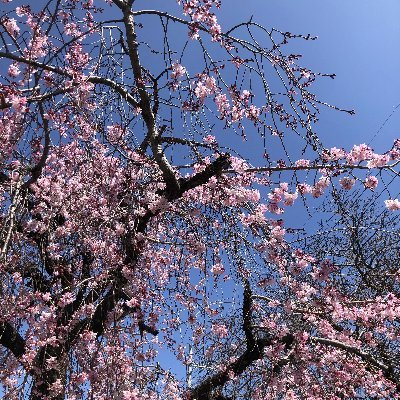 KiyoTerada0518's profile picture. 機械製造業の外販ITエンジニア｜ドメインは食品小売業を中心とした食品サプライチェーン｜好きなテクノロジはデータベース｜中小企業診断士に約10年振りの再チャレンジ中！｜コンサルティング×ITで社会に貢献したい|阪神連覇、絶賛応援⚾️｜発言は個人の見解であり所属する組織とは無関係です｜無言フォロー失礼します