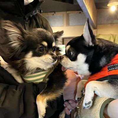 bunbunbubunta's profile picture. 2021年2月11日生まれ
チワワのぶんた！
2016年10月5日生まれ
チワワのみつ子！
ヘンテコワンコ(ぶんちゃん)と人たらしワンコ(みっちゃん)の日常です✨
ぶんた→両脚パテラ手術済🏥
みつ子→頚椎ヘルニア･牽引治療で緩和中🏥