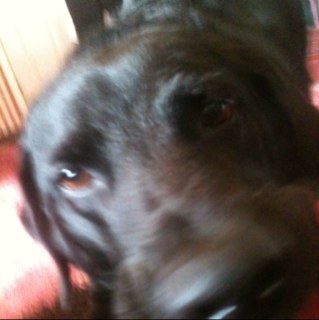 Cobblernat's profile picture. 