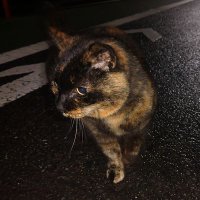 くみたま (@kumitamaneko) Twitter profile photo