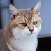 机上の空論/地域猫写真家📷 (@kijonokuron1) Twitter profile photo 机上の空論/地域猫写真家📷 (@kijonokuron1) Twitter profile photo