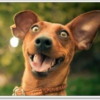 Pug Fetish (slow) (@phenshipperpthc) 's Twitter Profile