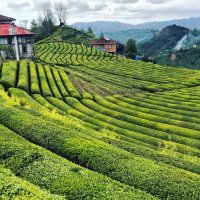 Rize Direniyor (@rizedireniyor) 's Twitter Profile Photo